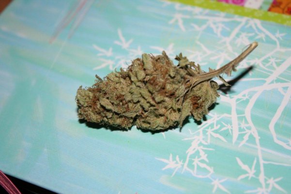 lemon-gfruit-002.jpg