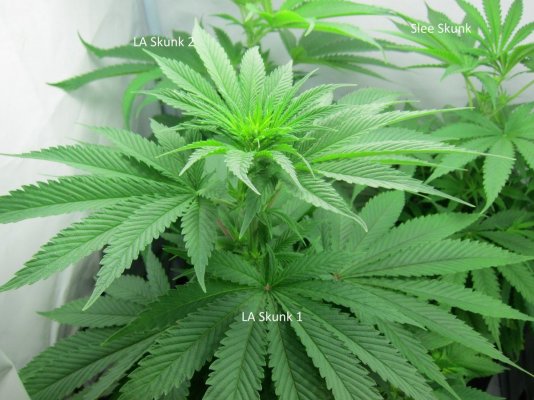 Personal Medical Grow in Coco. [Chem D, Grape Romulan, Grapefurit Haze, Casey Jones]