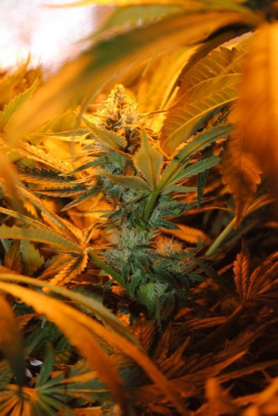 Focusing on Swerve's Sour OG
