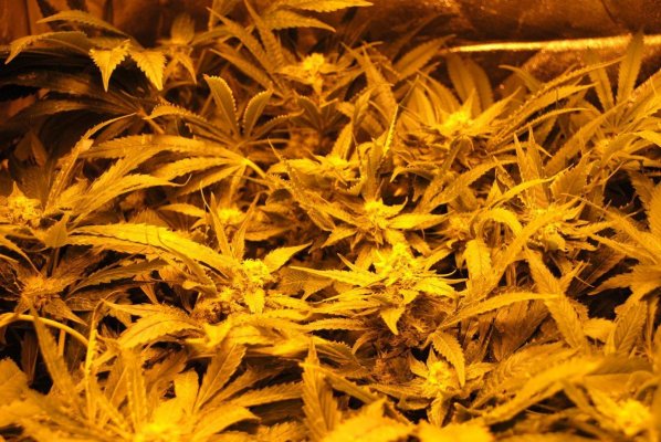 Focusing on Swerve's Sour OG
