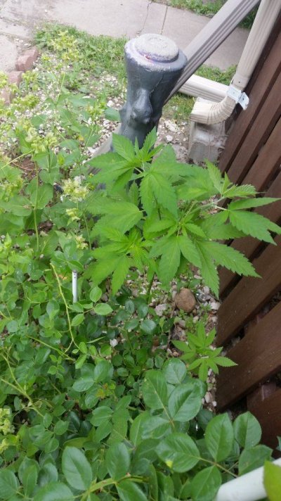 20170610_083400.jpg
