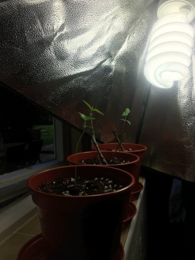 long-stem-help.jpg