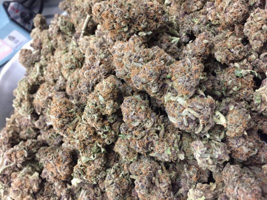 new-here-can-answer-mmj-industry-questions-if-any-are-interested-4.jpg