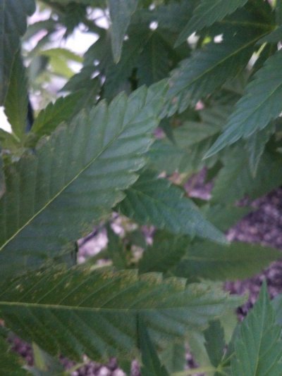 20170612_202631.jpg