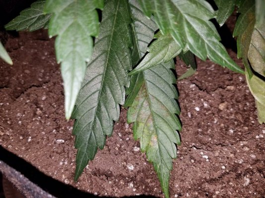 please-help-me-diagnose-my-sick-plant.jpg