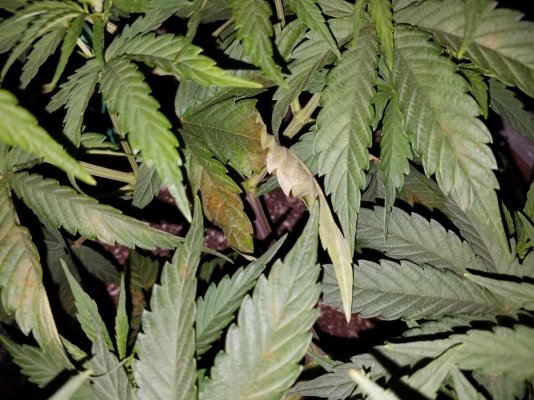 please-help-me-diagnose-my-sick-plant-7.jpg