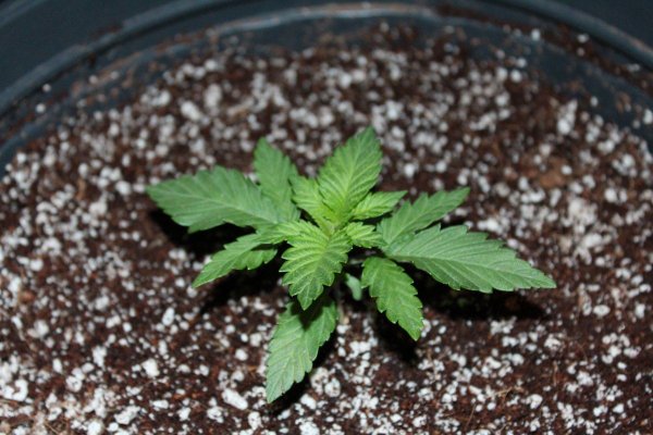 Week 3 Slow Growth?