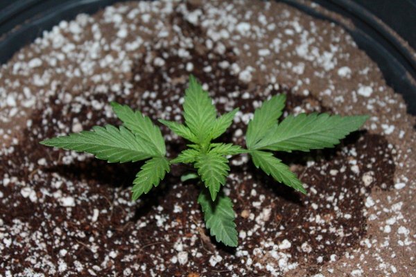Week 3 Slow Growth?