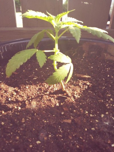my-first-grow-lst-6.jpg