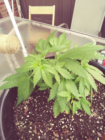 my-first-grow-lst-11.jpg