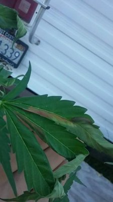 Top Of Plant Wilting Thoughts ??