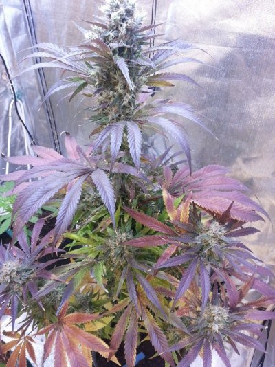 Journey Into The Birth And Grow Into White Blaze