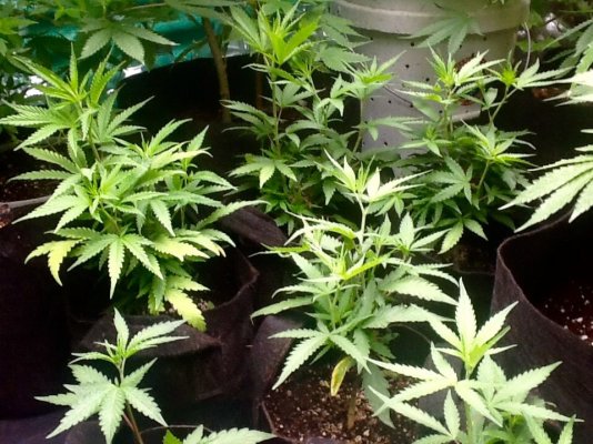 Bud Cloning Success?