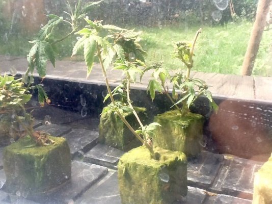 Bud Cloning Success?