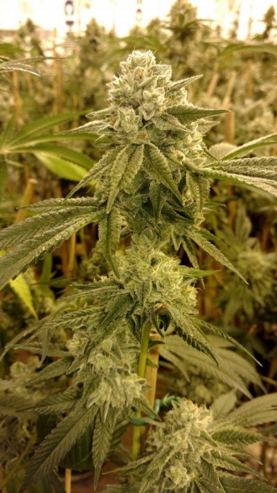 Looking For The Gg#4