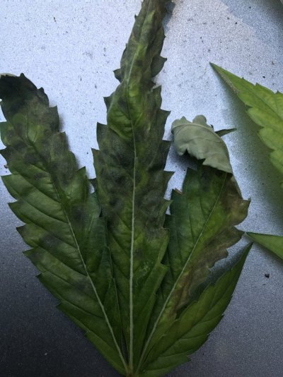 is-this-a-symptom-of-root-rot-any-help-greatly-appreciated-6.jpg