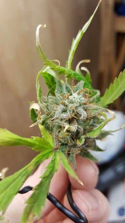 Let's See Your Frostiest Flowers