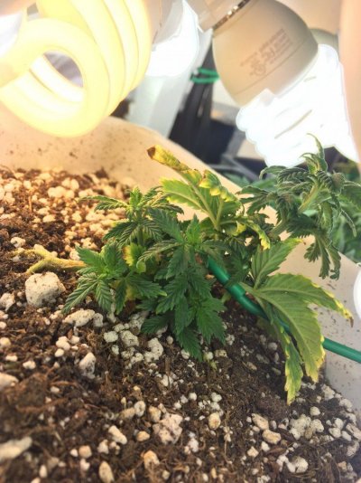 noobie-grower-rough-first-grow---help-me-improve-2.jpg