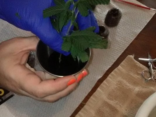 our-2nd-time-cloning-w-my-step-by-step-photos--lithium-og-kush---june-25-cut-day-7.jpg