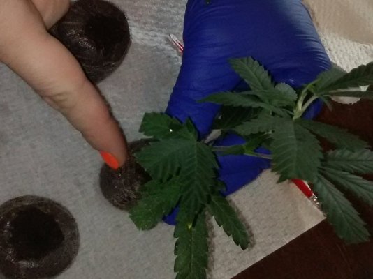 our-2nd-time-cloning-w-my-step-by-step-photos--lithium-og-kush---june-25-cut-day-15.jpg