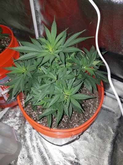 Plant Won't Take Water