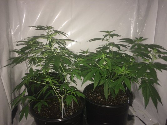 growi5.JPG