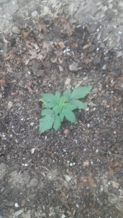 20170628_185302.jpg