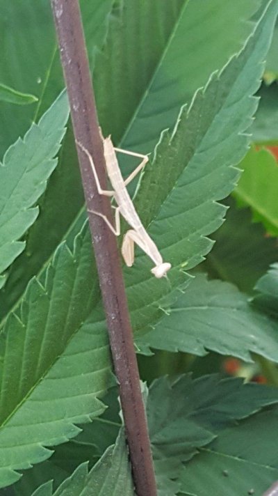 20170630_191139.jpg