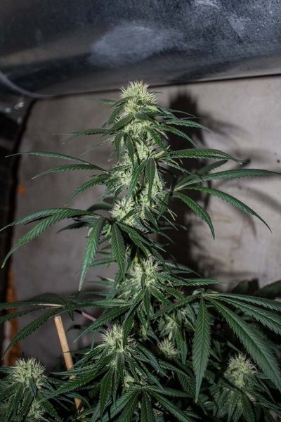 Golden Pineapple 5.5 weeks 3-private.jpg