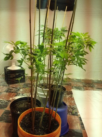 My Pride And Joy Gg#4