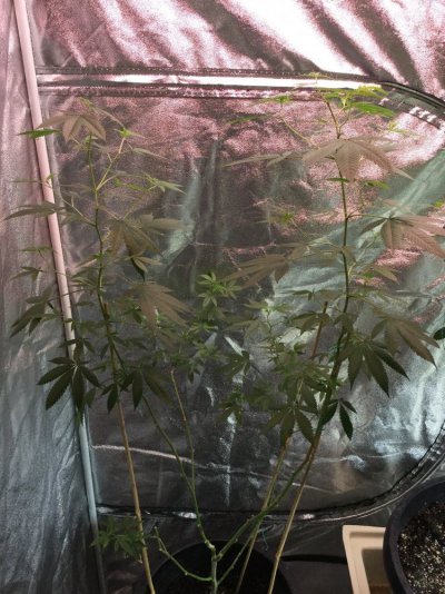Smerbs Tent Style
