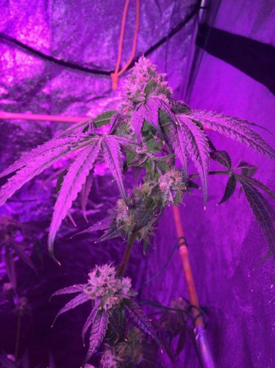 My Garden