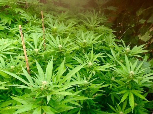 Fertilizing: Organics Vs Synthetic