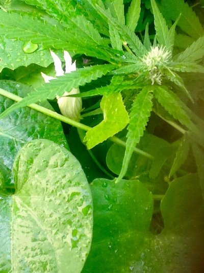 Fertilizing: Organics Vs Synthetic