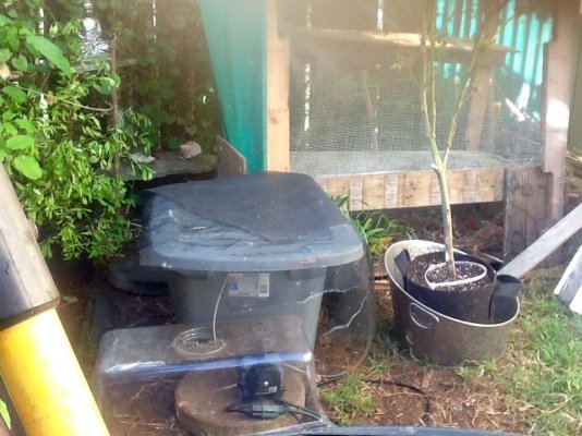 Fertilizing: Organics Vs Synthetic