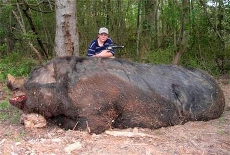 biggest_wildboar_small.jpg