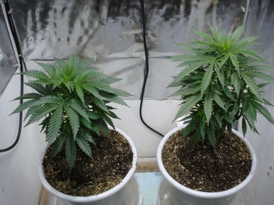 SweetSeeds IceCool 44 days veg 003.jpg