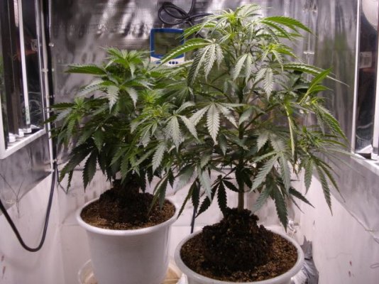 SweetSeeds IceCool 53 days veg 004.jpg