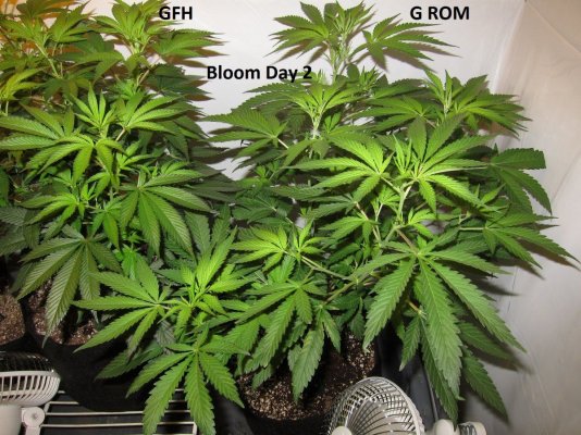 Personal Medical Grow in Coco. [Chem D, Grape Romulan, Grapefurit Haze, Casey Jones]