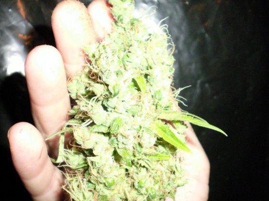 !!!!mis C's Cultivation And Salivation Experimentation!!!!