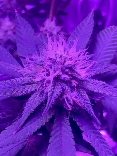 New 900w Led