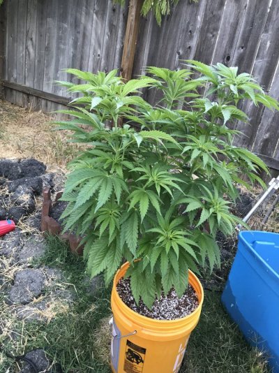jack-herer-2017-1-in-ground-1in-coco-4.jpg