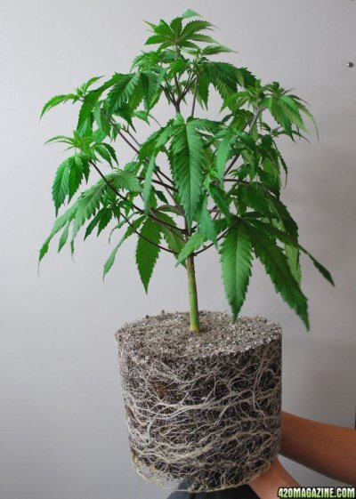 2_rootbound_12-15-12_.jpg