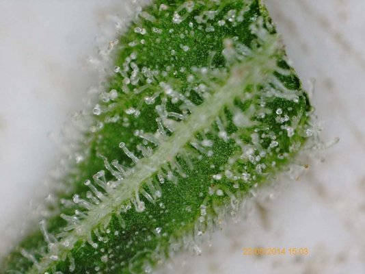 StrawberryD 7 weeks-private.jpg