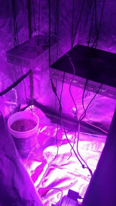 550w-advance--led-growbarneys-farm-3.jpg