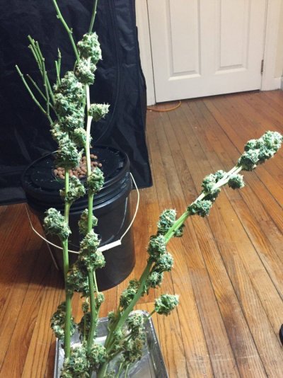550w Advance  Led Grow/barney's Farm