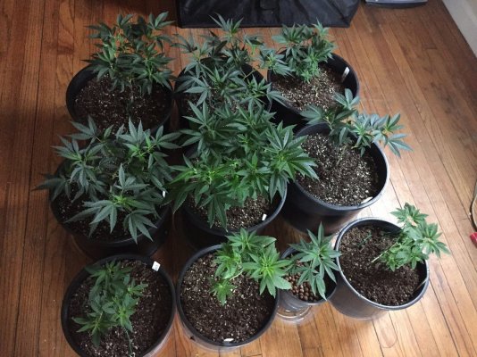 550w Advance  Led Grow/barney's Farm