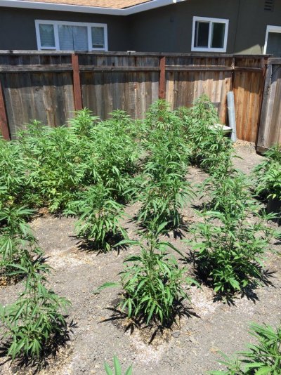 My Outdoor Grow 2017....