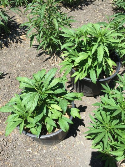 My Outdoor Grow 2017....