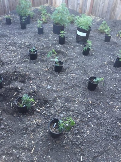 My Outdoor Grow 2017....
